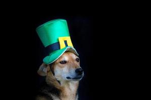 Porträt eines Mischlingshundes mit St. Patricks Day-Hut foto