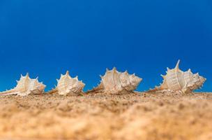 minimalistischer hintergrund, der den sommer mit schnecken, muscheln, brillen und sand am himmel darstellt foto