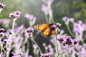 Detail des zarten Schmetterlings, der in violetten Blüten posiert foto