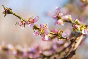 pfirsichblüte mit unschärfehintergrund im august foto