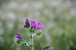 Wildblumen auf der Blumenwiese foto