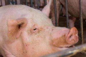 industrielle Schweinebrüterei, um ihr Fleisch zu verzehren foto