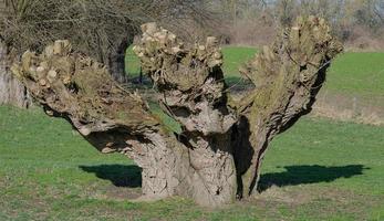 Geschnittener Weidenbaum - Salix -, Rheinland, Deutschland foto