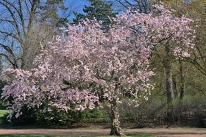 frühling im öffentlichen nordpark, düsseldorf, deutschland foto