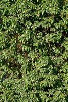 Efeu - hedera helix - mit Früchten am Baum, Deutschland foto