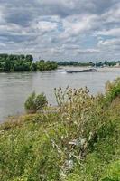 Baumwolldistel oder schottische Distel - Onopordum Acanthium - am Rhein Deutschland foto