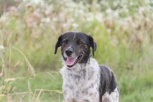 Border-Collie-Hund, der auf dem Feld arbeitet foto