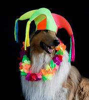 Porträt eines groben Collies mit Harlekin-Hut, Hawaii-Halskette und Maraca für Karneval foto