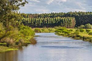 feldlandschaft mit bach- und eukalyptusaufforstung in federacion entre rios argentinien foto