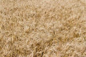 der goldene Weizen unter der Sonne in den Feldplantagen foto