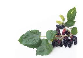 Brombeeren mit grünen Blättern isoliert auf weißem Hintergrund foto