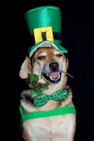 Porträt eines Mischlingshundes mit einem Kleeblatt im Maul und St. Patrick's Kleidung foto