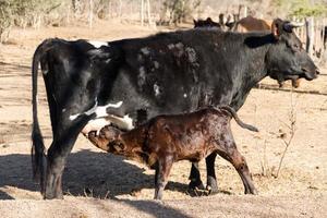 Kalb schickte Milch von der Kuh auf das Feld foto