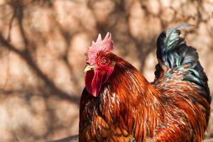 Porträt eines auffälligen Hahns im Hühnerstall mit auffälligem Gefieder foto