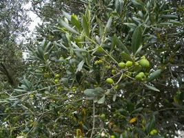 aus nächster Nähe Blätter und Früchte des Olivenbaums foto