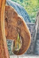 vertikale Aufnahme eines entzückenden Elefanten im Zoo foto