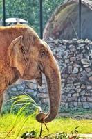 vertikale Aufnahme eines entzückenden Elefanten im Zoo foto