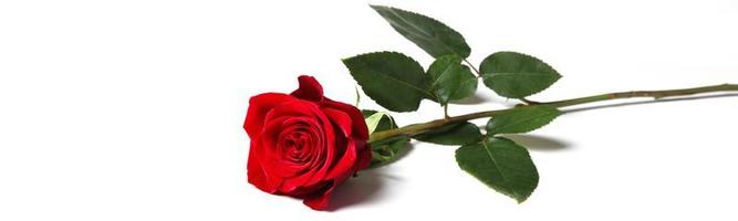 schöne rote Rose. Glückwunschhintergrund von st. Valentinstag foto