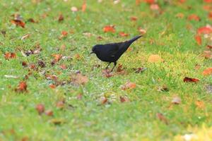 eine Amsel, die auf dem Boden nach Nahrung sucht foto