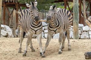 Tansania-Zebra, der Holz im Mund hält foto