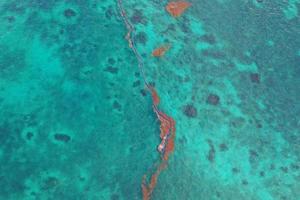 Karibisches Meer bedeckt von Sargasso-Algen in Tulum foto