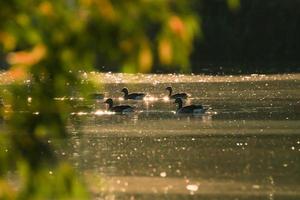 die Wildgänse treiben abends im See, während sich das goldene Licht in der wunderschönen Wasseroberfläche spiegelt. foto