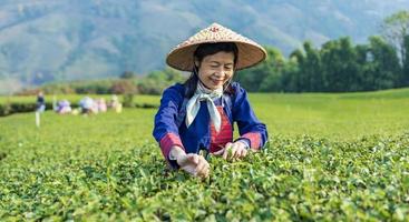 Gruppe von älteren asiatischen Frauen in traditionellen Stoffen, die morgens frische Teeblätter in ihrem Geschäftskonzept für Teeanbau und -plantage am Hügel pflücken foto