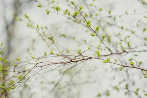 Nahaufnahme Beginn des Konzeptfotos für die Frühlingszeit foto