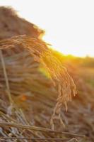 free photo ein stück goldener reis reis wartet darauf geerntet zu werden foto