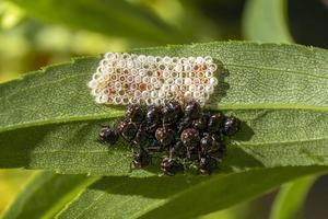 schwarze Beatles beim Eierlegen foto