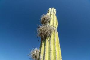 tillandsia recurvata luftpflanze, die auf kakteen in baja california wächst foto