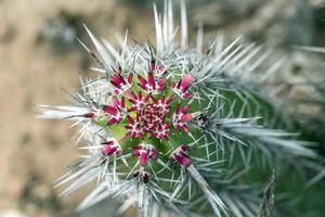 Mammillaria Armillata Baja California Sur Mexiko Kaktus foto