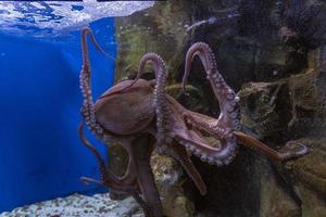 Oktopus unter Wasser Nahaufnahme Porträt foto