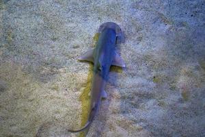Junger Hammerhai, der in seichten Gewässern schwimmt foto