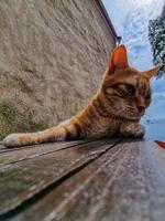 Katze außerhalb der Taverne von San Fruttuoso foto