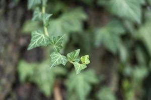 Efeuzweig auf grünem Bokeh foto