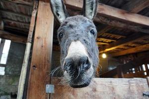 Weihnachtsesel im Stall foto