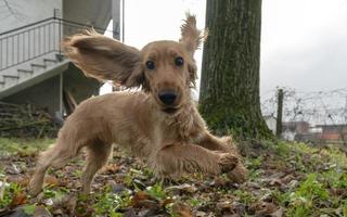 glückliches Hündchen Cocker Spaniel springen foto