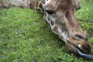 Giraffenzunge aus nächster Nähe foto