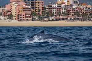 Buckelwal in Cabo San Lucas foto