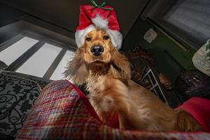 entzückender weihnachtsmann gekleideter welpenhund weihnachten foto