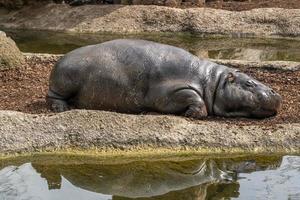 neugeborenes Nilpferd, das sich in der Nähe des Wasserbeckens entspannt foto