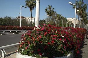Valencia bunte Blumenbrücke foto
