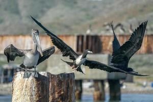 Fregatte und Pelikan beim Fliegen foto