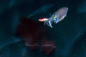 Tintenfisch Tintenfisch nachts beim Einfärben unter Wasser foto