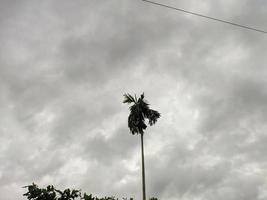 Areca-Palme Silhouette bewölkter Himmel foto