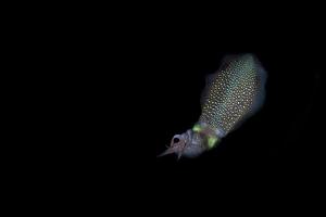 lebende Tintenfische in der Nacht unter Wasser, während sie gefischt werden foto
