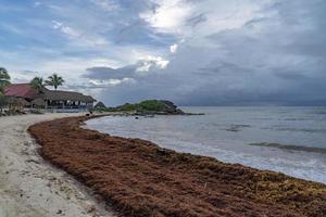 karibischer sandstrand bedeckt von sargasso-algen in tulum foto