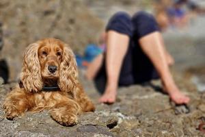 Cockerspaniel-Porträt, das dich ansieht foto