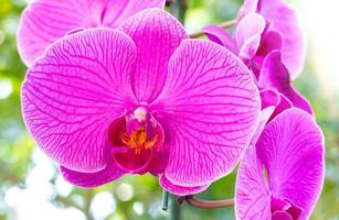 Lila Phalaenopsis-Orchideenblume foto